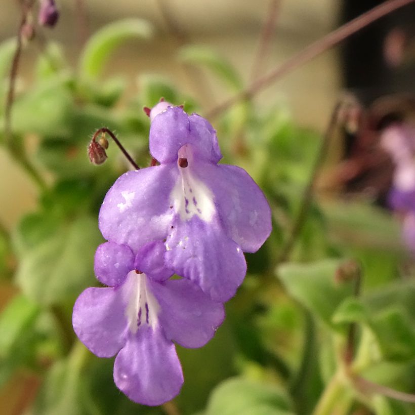 Streptocarpus pourpre - Primevère du Cap (Floraison)