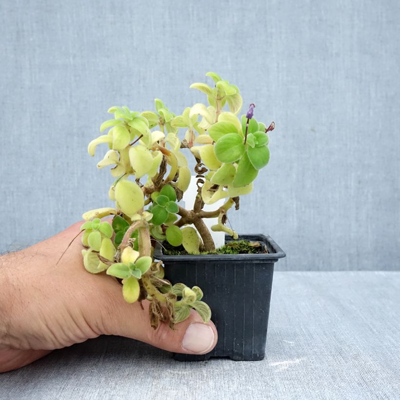 Spécimen de Streptocarpus pourpre - Primevère du Cap Godet de 8/9 cm tel que livré en automne