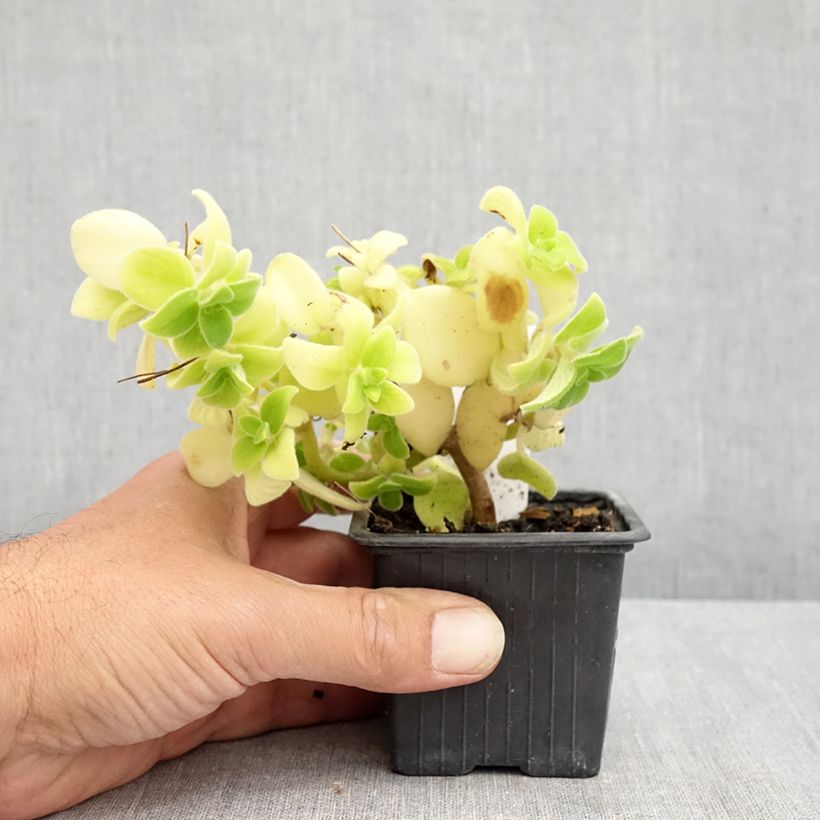 Spécimen de Streptocarpus pourpre - Primevère du Cap Godet de 8/9 cm tel que livré en été
