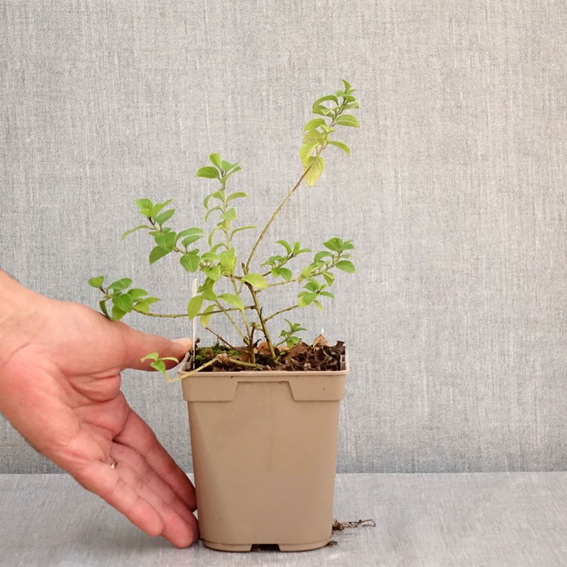 Spécimen de Streptosolen jamesonii - Browallia orange Godet de 8/9 cm tel que livré en été