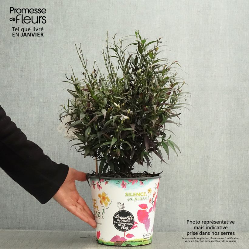 Spécimen de Strobilanthes anisophyllus Brunetthy Pot de 3L/4L tel que livré en hiver