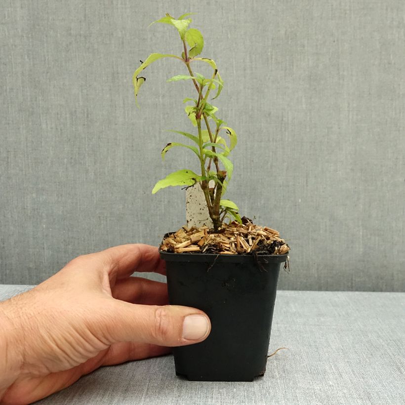 Spécimen de Strobilanthes penstemonoides (rankanensis) Godet de 8/9 cm tel que livré en automne