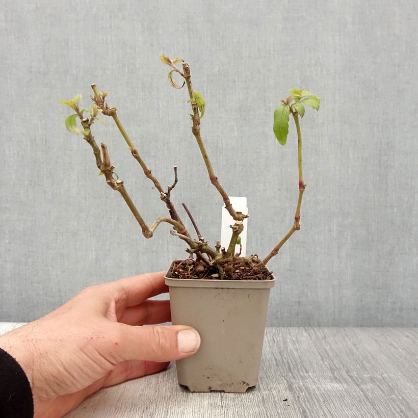 Spécimen de Strobilanthes penstemonoides (rankanensis) Godet de 8/9 cm tel que livré au printemps