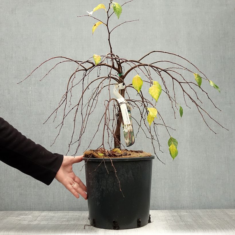 Spécimen de Styrax japonica Fragrant Fountain Pot de 12L/15L tel que livré en automne