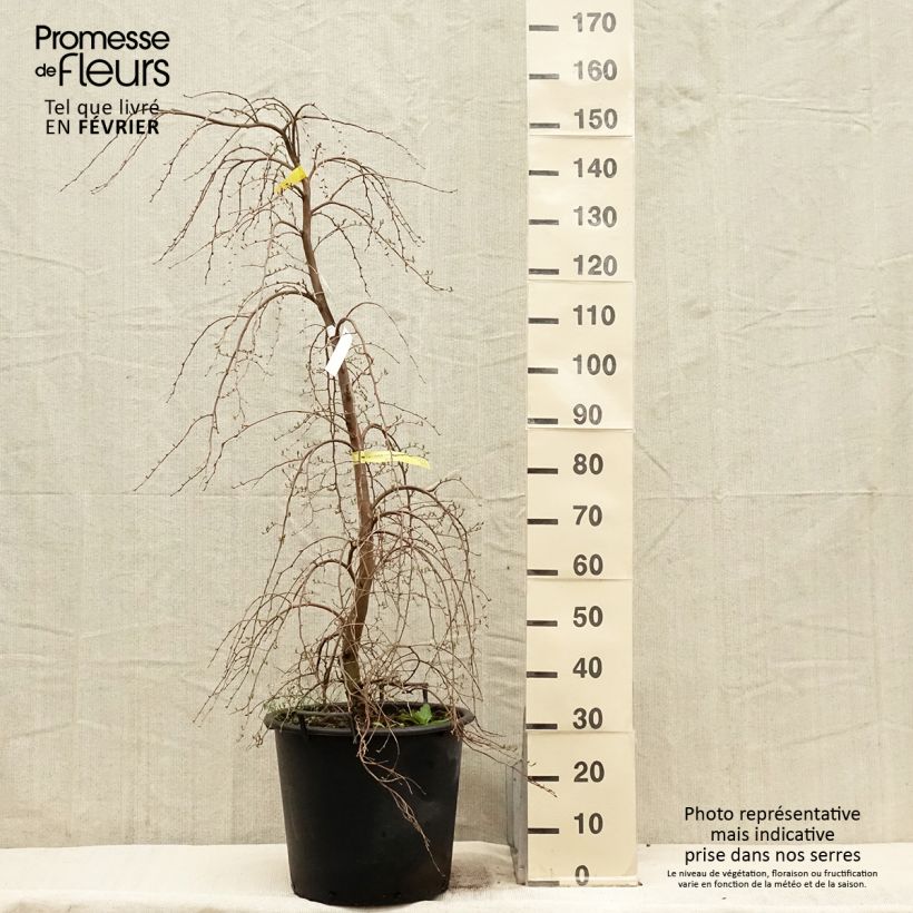 Spécimen de Styrax japonica Fragrant Fountain Pot de 30L/35L tel que livré en hiver