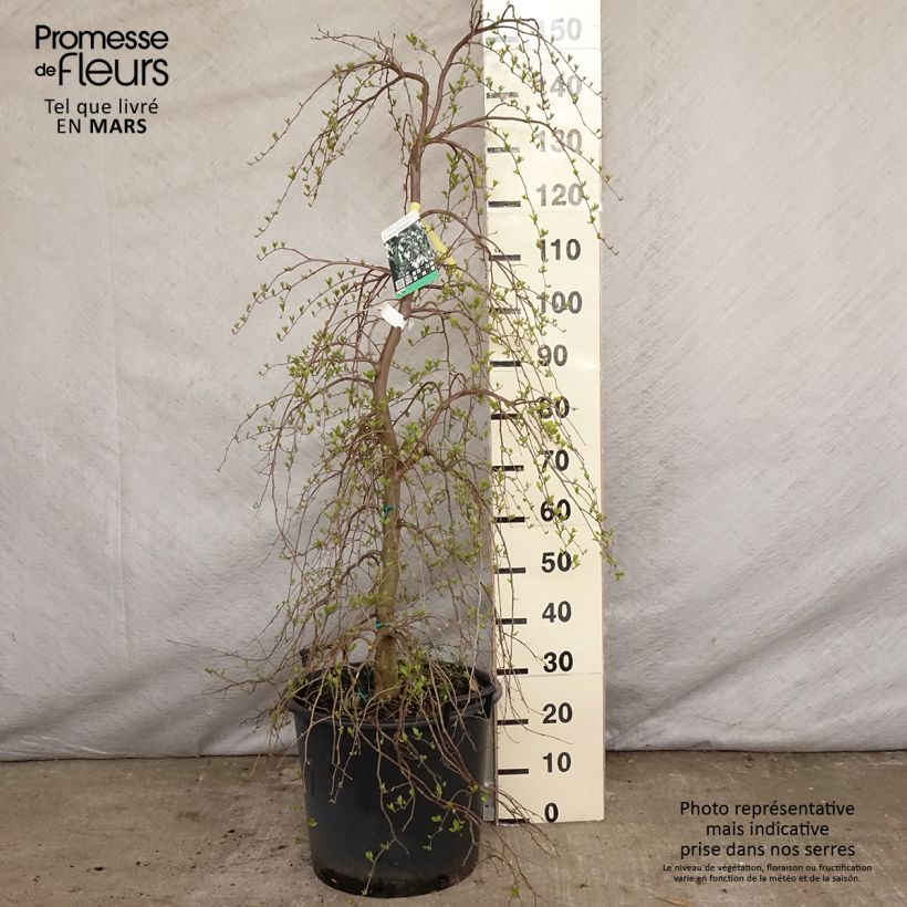 Spécimen de Styrax japonica Fragrant Fountain Pot de 30L/35L tel que livré au printemps