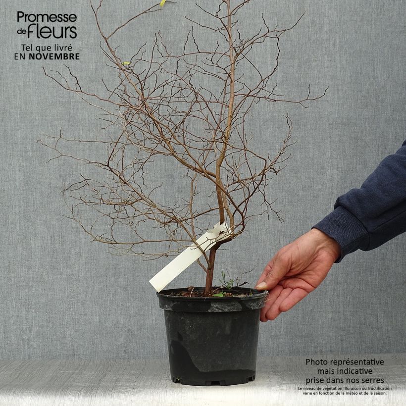 Spécimen de Styrax japonica - Styrax japonais Pot de 3L/4L tel que livré en automne