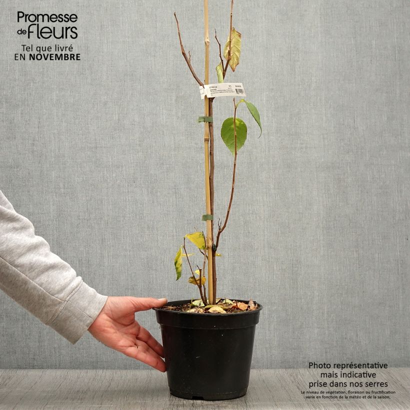 Spécimen de Styrax japonicus June snow - Styrax japonais Pot de 3L/4L tel que livré en automne