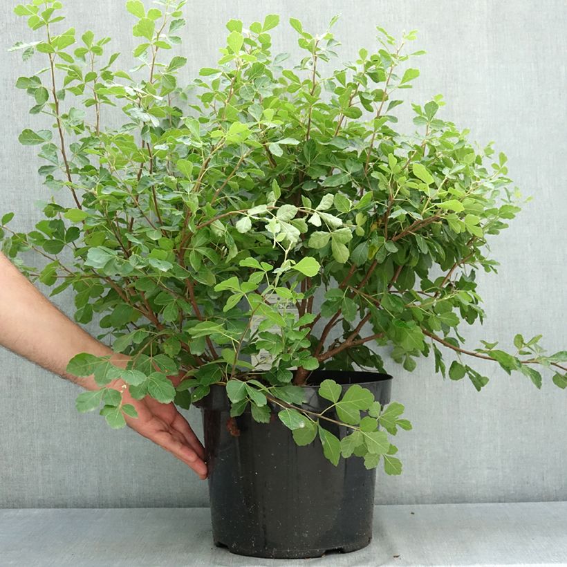Spécimen de Sumac aromatique - Rhus aromatica Gro-Low Pot de 7,5L/10L tel que livré en été