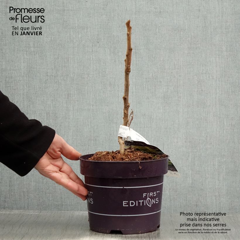 Spécimen de Sumac de Virginie Tiger Eyes - Rhus typhina Pot de 3L/4L tel que livré en hiver