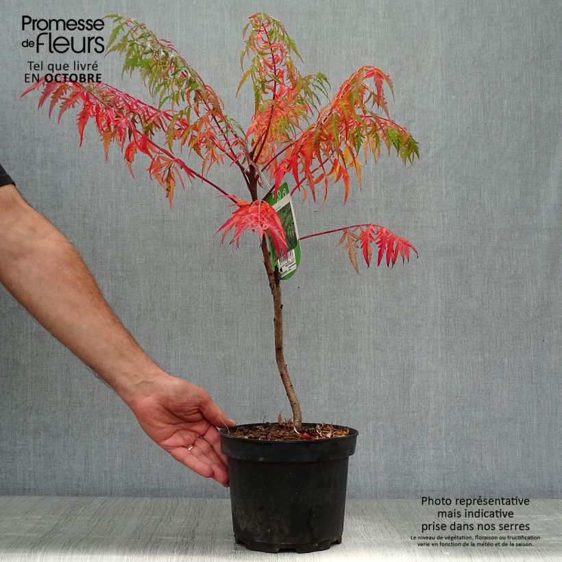 Spécimen de Sumac lacinié - Rhus glabra Laciniata Pot de 3L/4L tel que livré en automne
