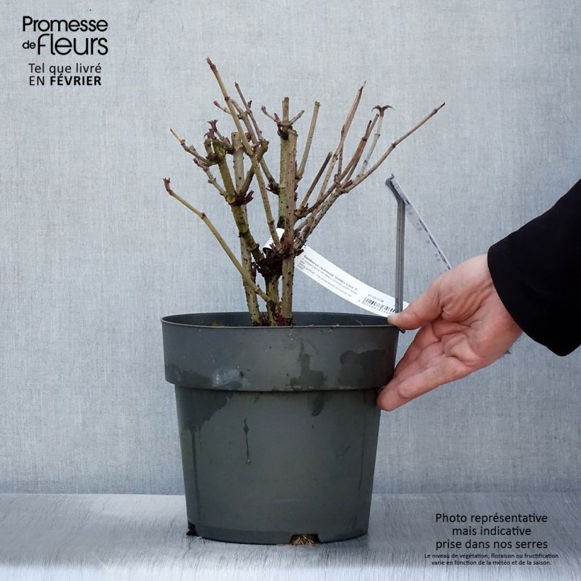 Spécimen de Sureau à grappes - Sambucus racemosa Golden Lace Pot de 6L/7L tel que livré en hiver