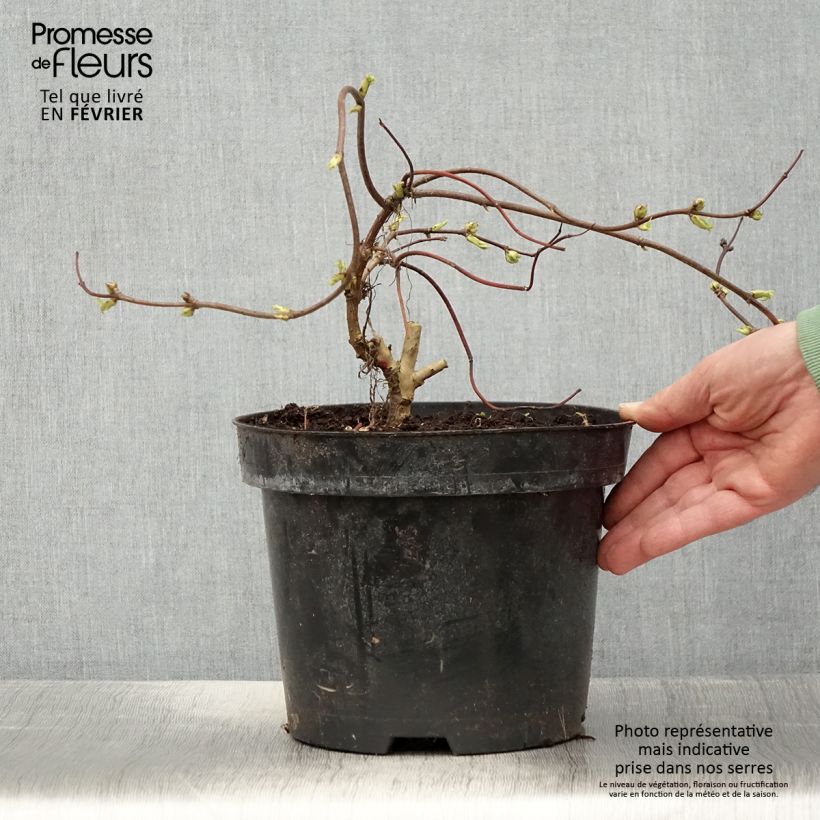 Spécimen de Sureau à grappes - Sambucus racemosa Goldenlocks Pot de 4L/5L tel que livré en hiver