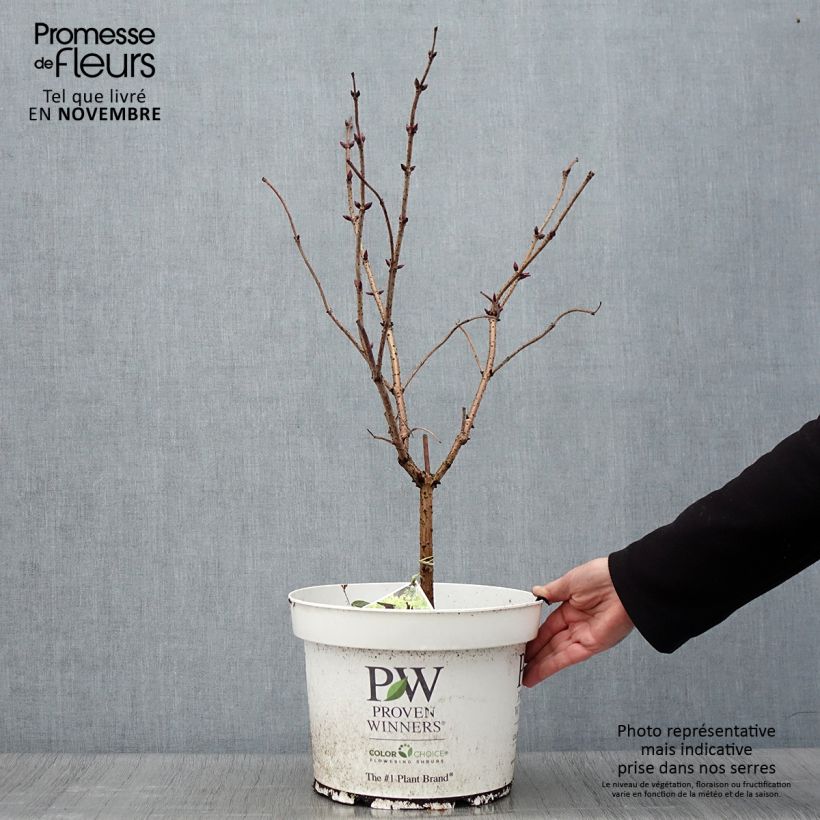 Spécimen de Sureau à grappes - Sambucus racemosa Lemony Lace Pot de 7,5L/10L tel que livré en automne
