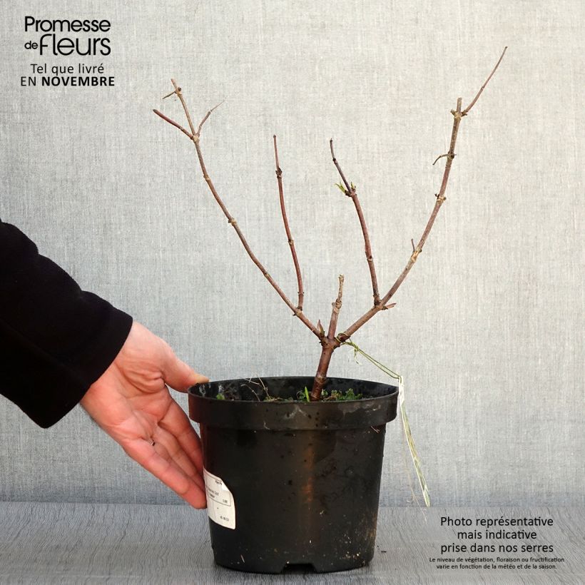 Spécimen de Sureau à grappes - Sambucus racemosa Sutherland Gold Pot de 2L/3L tel que livré en automne