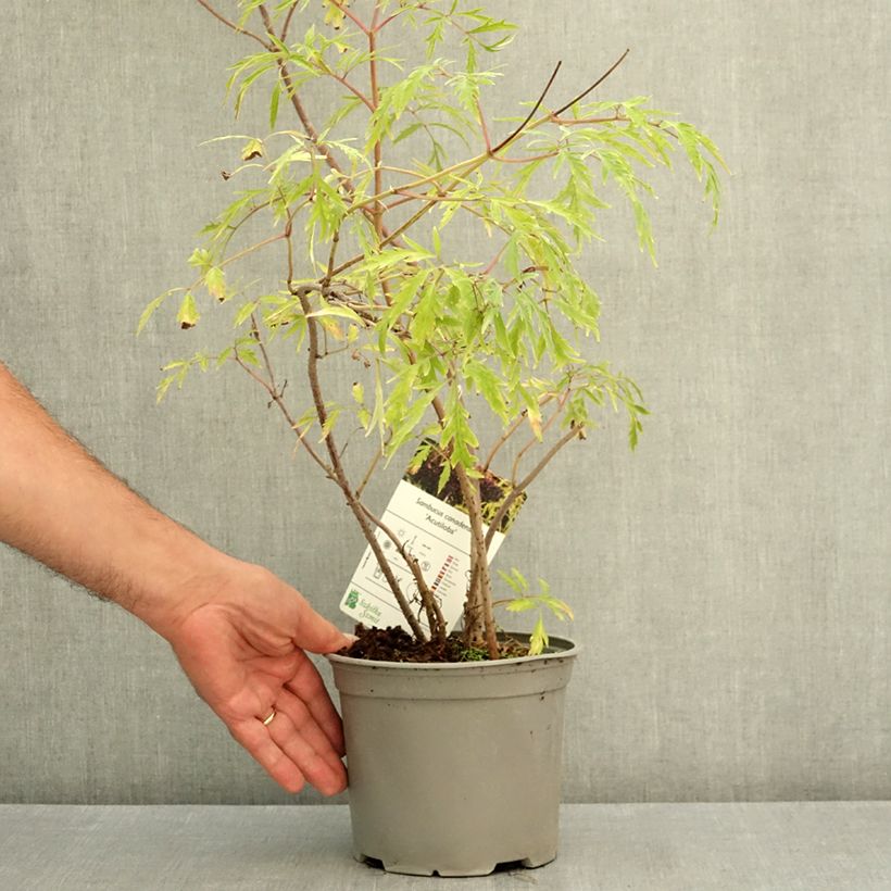Spécimen de Sureau du Canada - Sambucus canadensis Acutiloba Pot de 3L/4L tel que livré en été