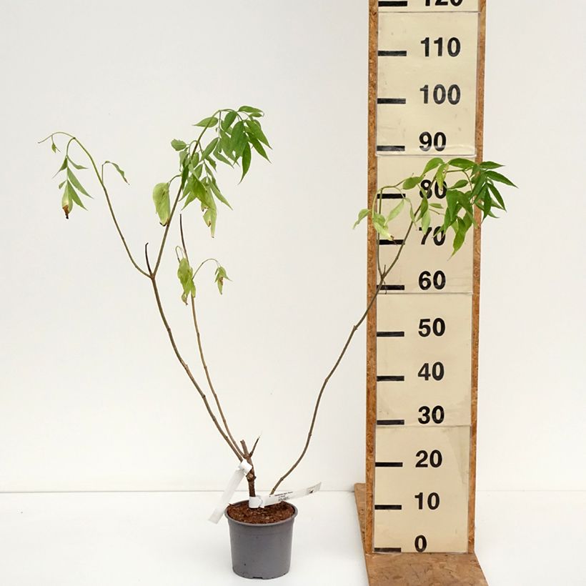 Spécimen de Sureau noir  - Sambucus nigra Aurea Pot de 2L/3L tel que livré en automne