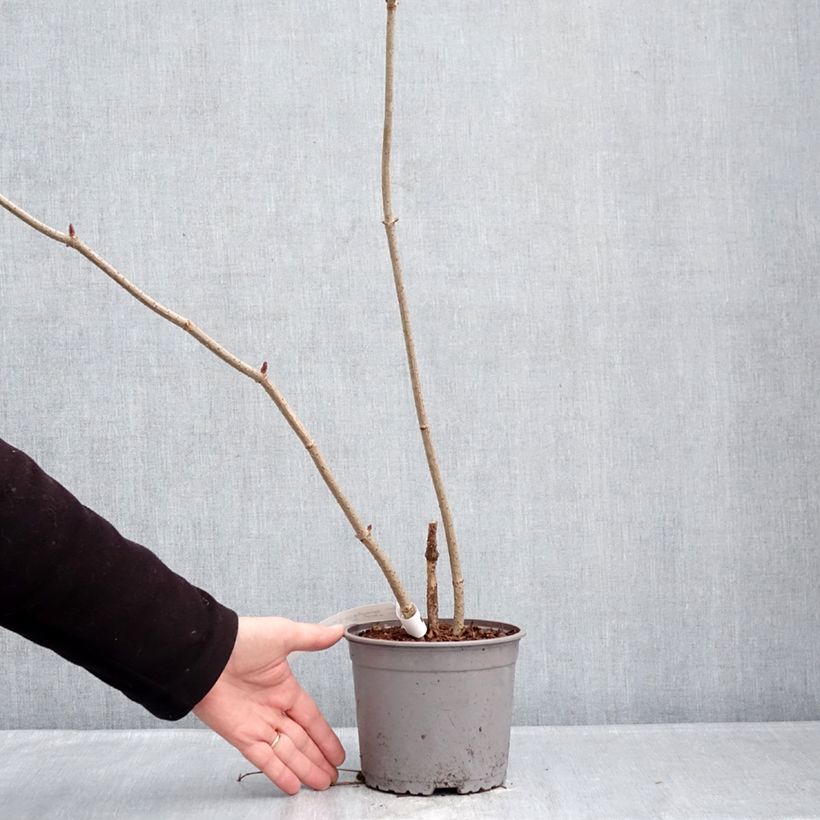 Spécimen de Sureau noir  - Sambucus nigra Aurea Pot de 2L/3L tel que livré en hiver