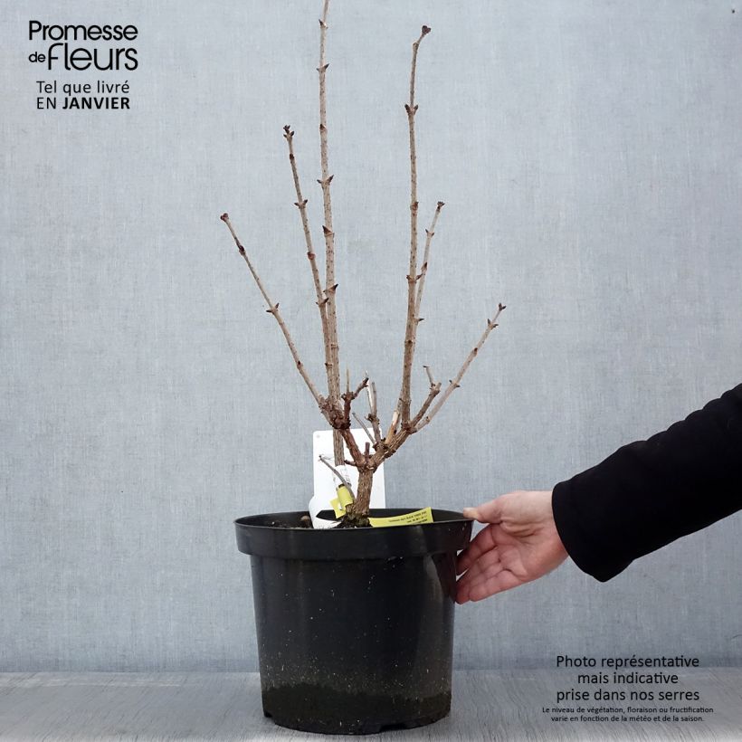 Spécimen de Sureau noir - Sambucus nigra Black Tower Pot de 7,5L/10L tel que livré en hiver