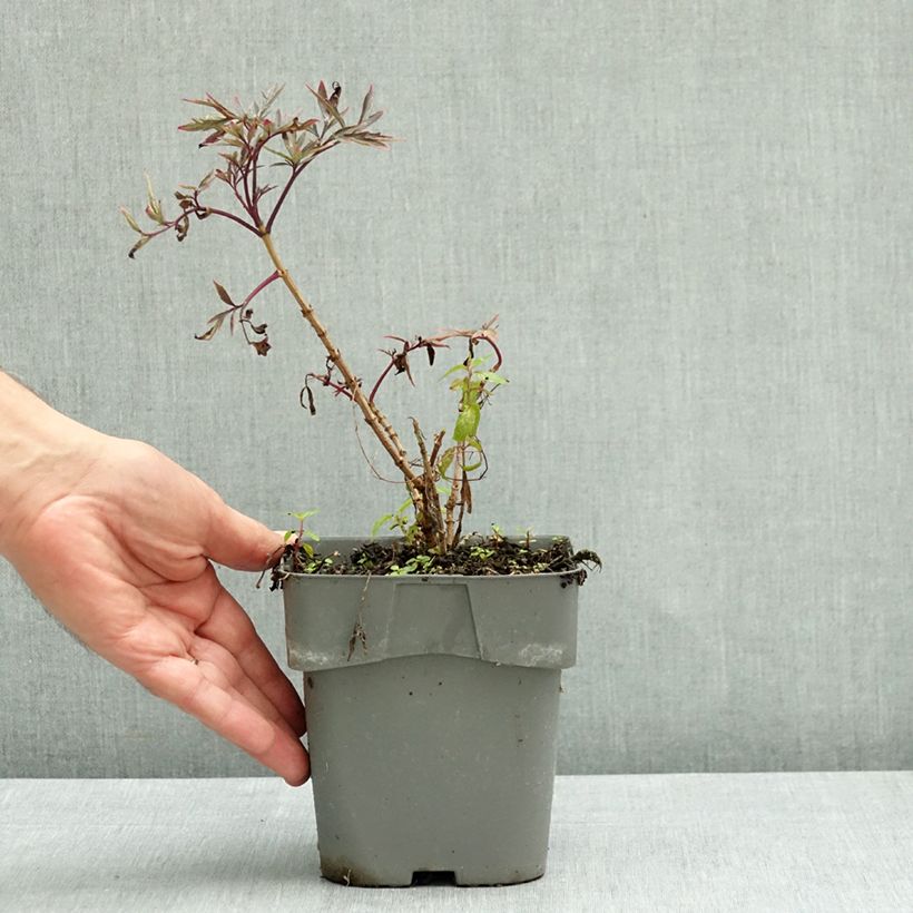 Spécimen de Sureau noir - Sambucus nigra Cherry Lace Pot de 2L/3L tel que livré en automne