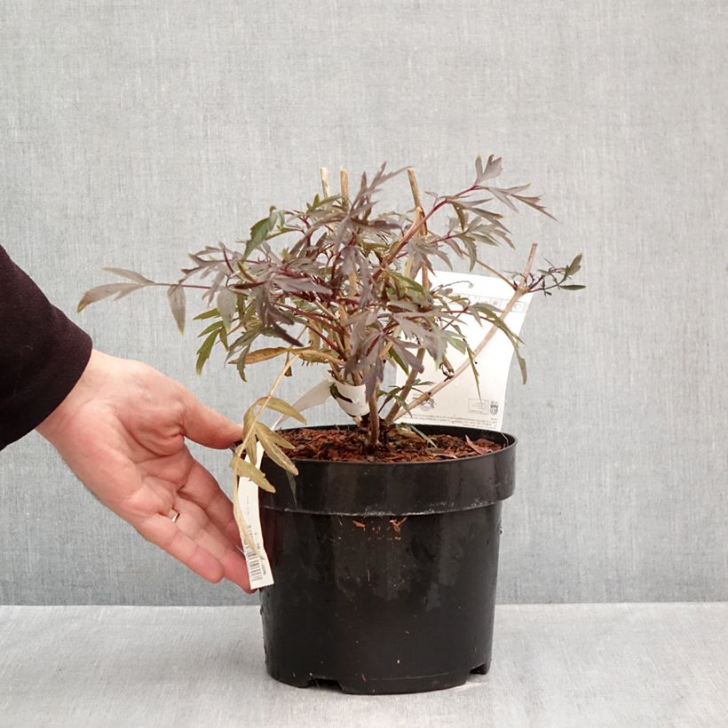 Spécimen de Sureau noir - Sambucus nigra Cherry Lace Pot de 3L/4L tel que livré en automne