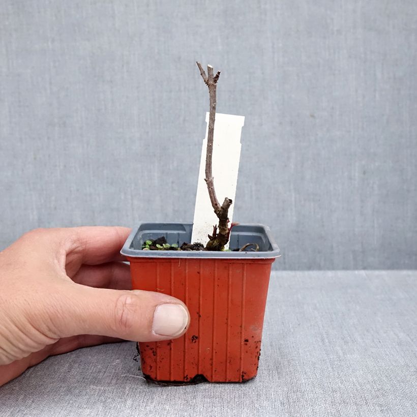 Spécimen de Sureau noir - Sambucus nigra Golden Spark Godet de 8/9 cm tel que livré en automne