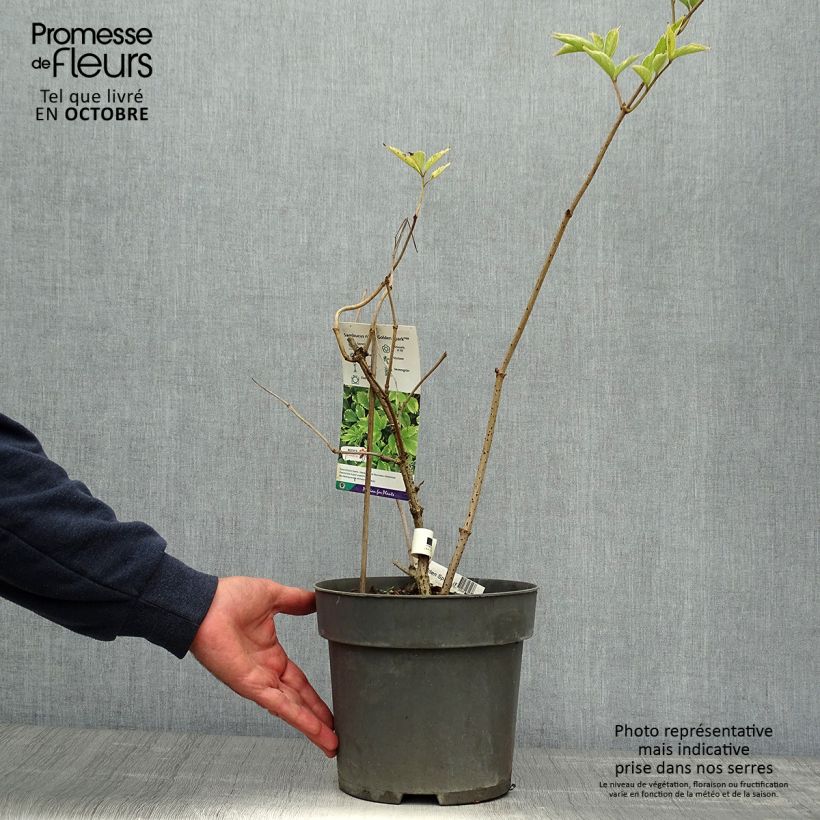 Spécimen de Sureau noir - Sambucus nigra Golden Spark Pot de 3L/4L tel que livré en automne