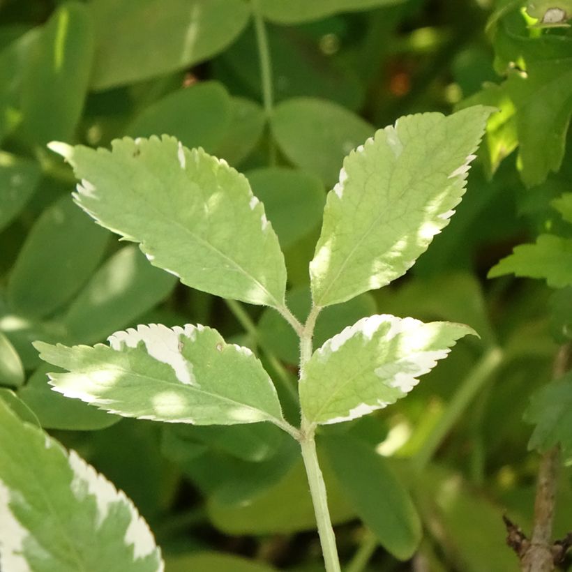 Sureau noir - Sambucus nigra Golden Spark (Feuillage)