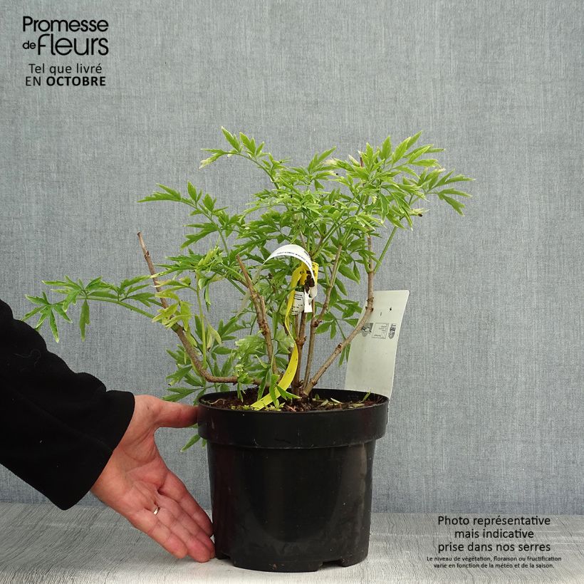 Spécimen de Sureau noir - Sambucus nigra Golden Tower Pot de 3L/4L tel que livré en automne