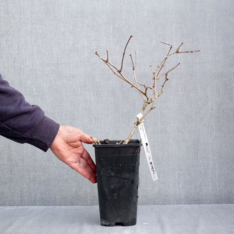 Spécimen de Sureau noir - Sambucus nigra Haidegg 17 Pot de 3L/4L, Touffe tel que livré en automne