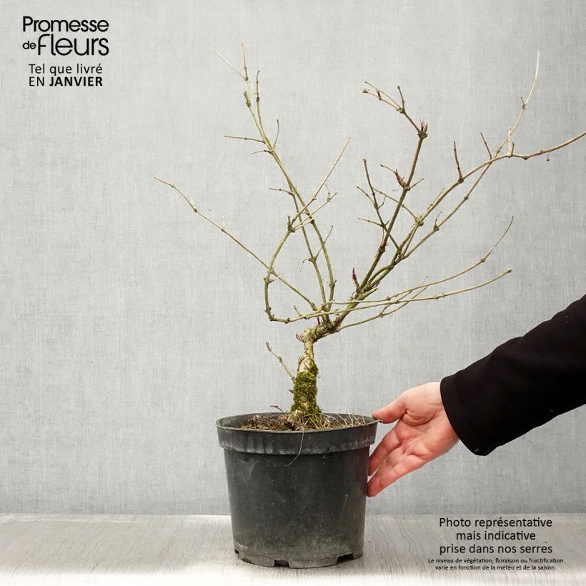 Spécimen de Sureau noir - Sambucus nigra Linearis Pot de 3L/4L tel que livré en hiver