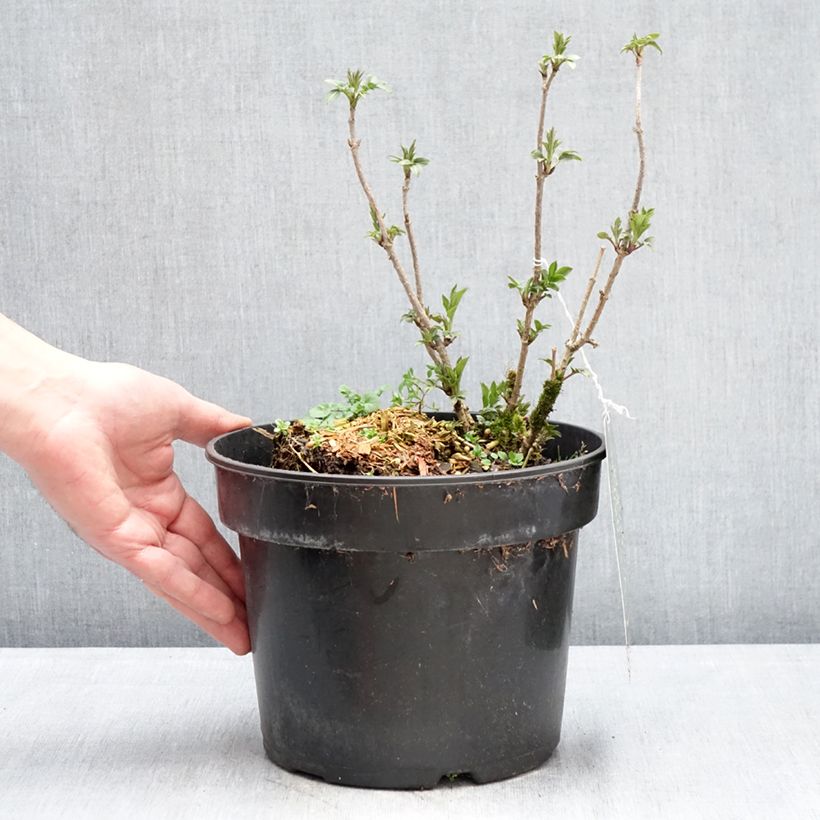 Spécimen de Sureau noir - Sambucus nigra Obelisk Pot de 4L/5L tel que livré en hiver