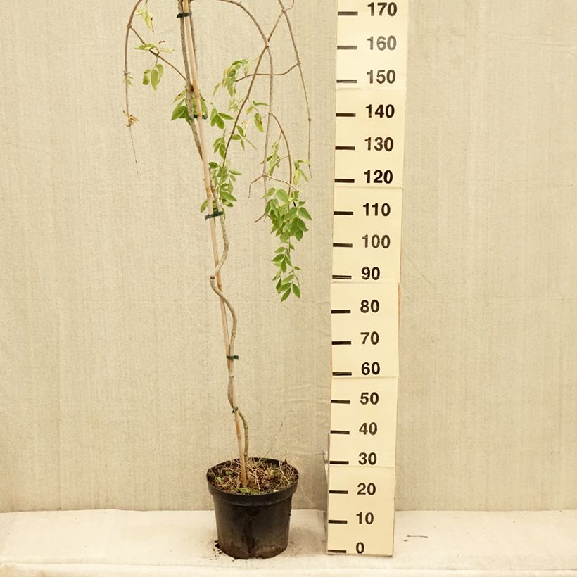 Spécimen de Sureau noir - Sambucus nigra Pendula Pot de 12L/15L tel que livré en été
