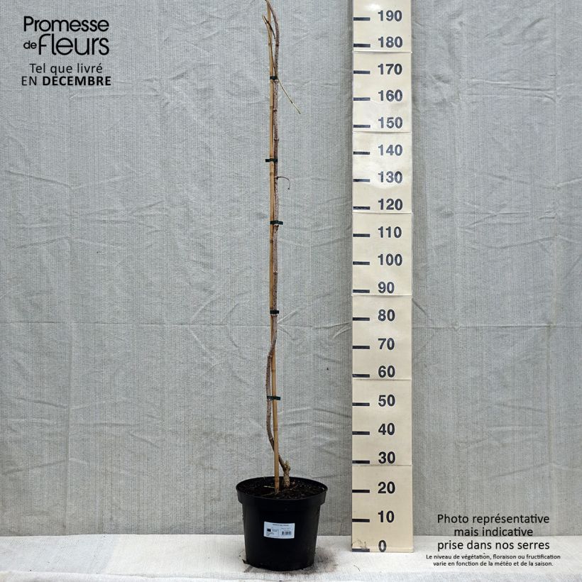 Spécimen de Sureau noir - Sambucus nigra Pendula Pot de 12L/15L tel que livré en hiver