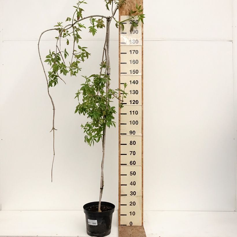 Spécimen de Sureau noir - Sambucus nigra Pendula Pot de 7,5L/10L tel que livré au printemps