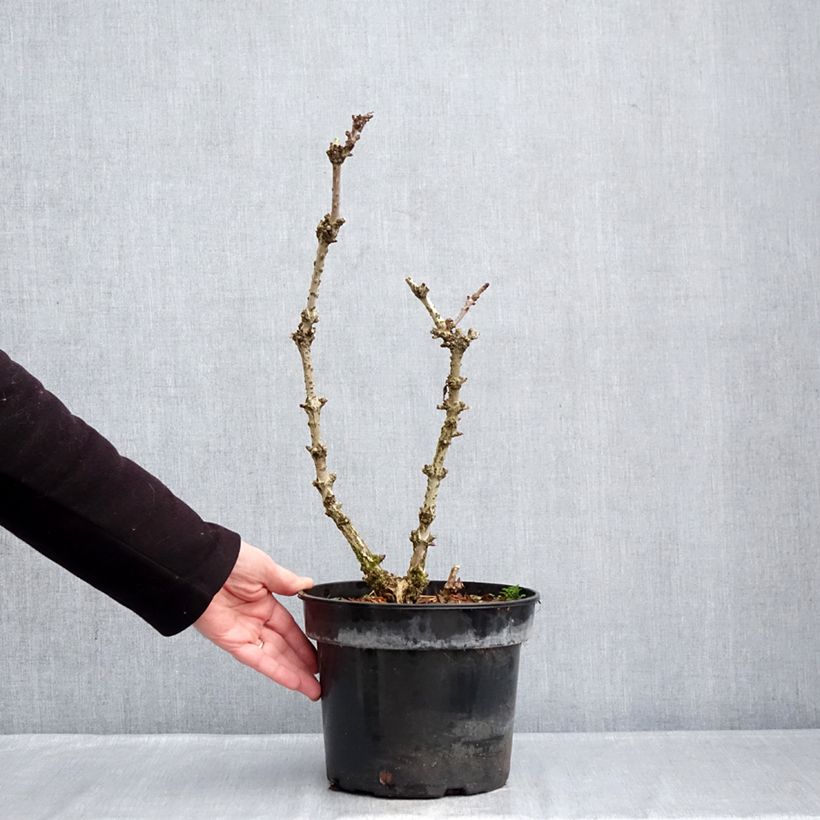 Spécimen de Sureau noir - Sambucus nigra Pyramidalis Pot de 4L/5L tel que livré en hiver