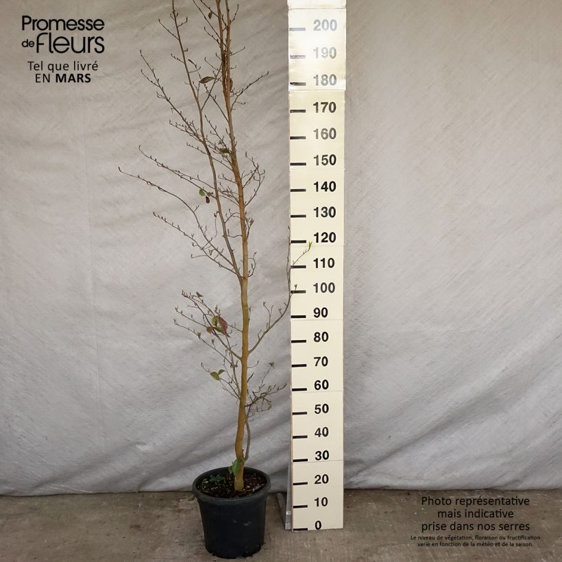 Spécimen de Sycoparrotia semidecidua Autunno Rosso Pot de 12L/15L tel que livré au printemps