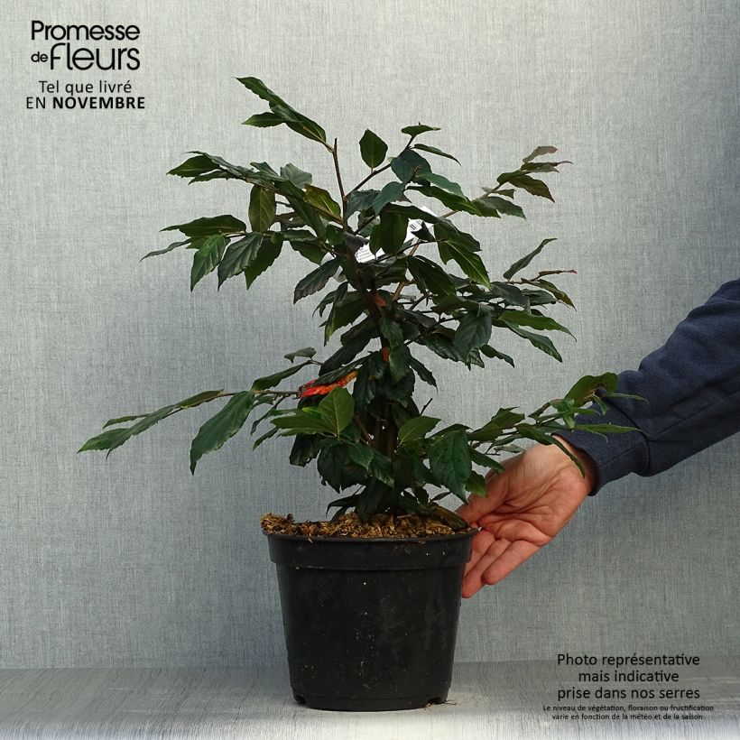 Spécimen de Sycoparrotia semidecidua Purple Haze  Pot de 4L/5L tel que livré en automne