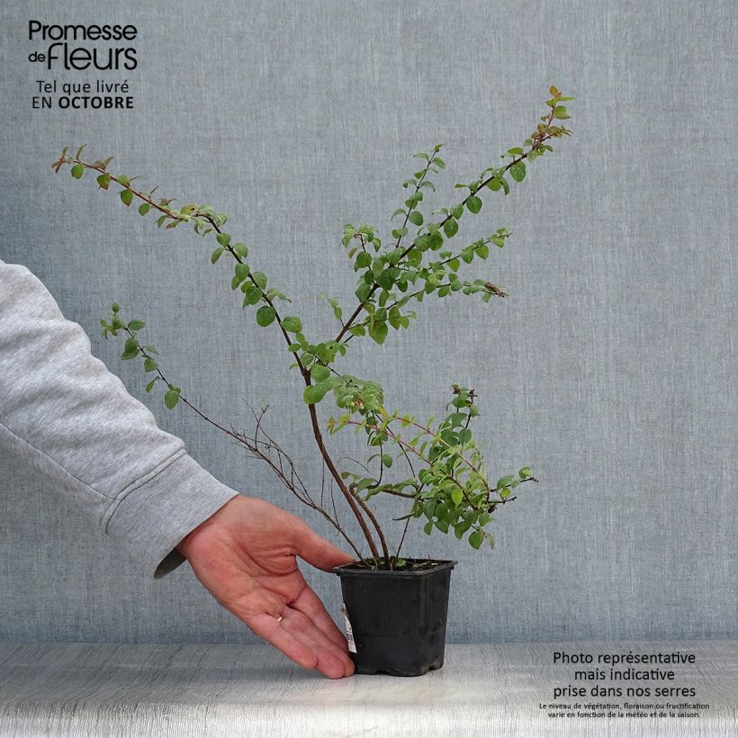 Spécimen de Symphoricarpos chenaultii Hancock - Symphorine de Chenault Godet de 8/9 cm tel que livré en automne