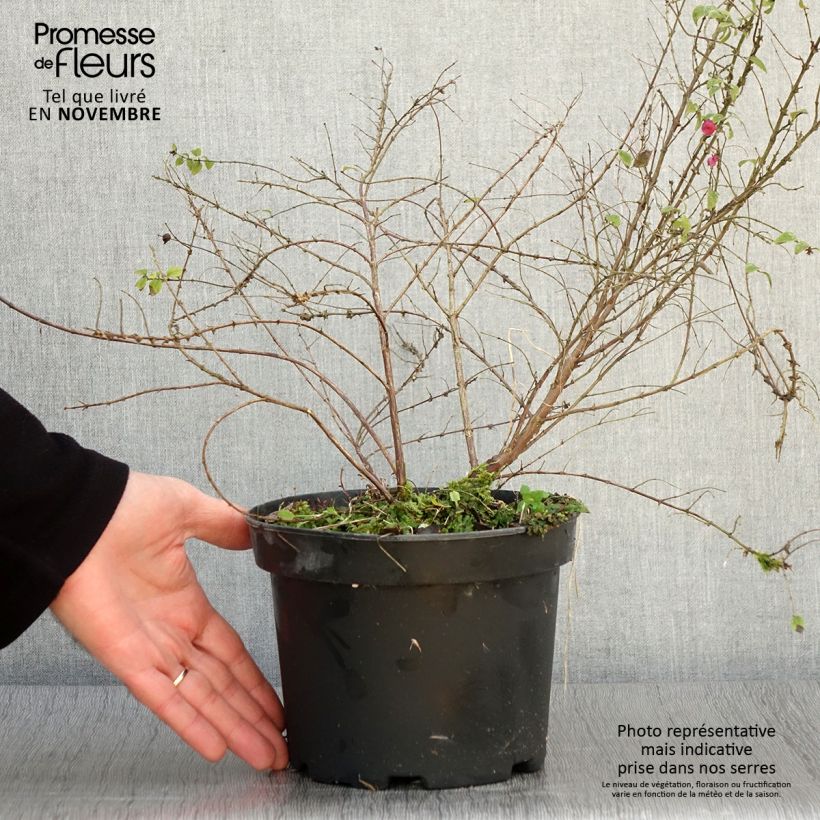Spécimen de Symphoricarpos chenaultii Hancock - Symphorine de Chenault Pot de 2L/3L tel que livré en automne