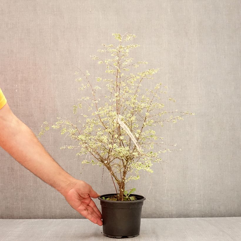 Spécimen de Symphorine de Chenault Fiesta Berry - Symphoricarpos chenaultii Pot de 2L/3L tel que livré en été