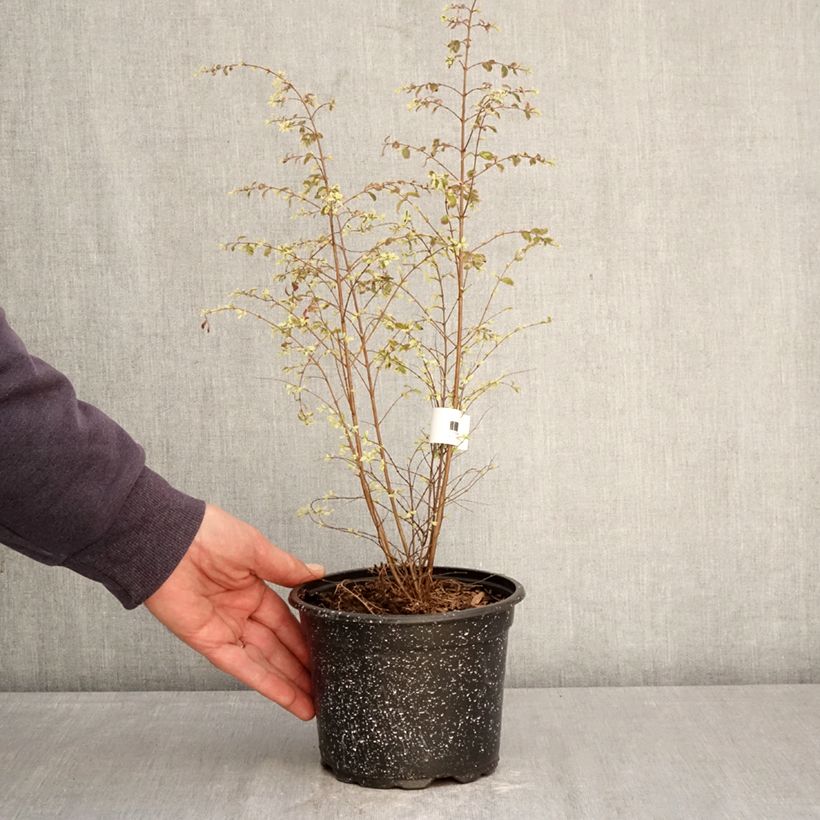 Spécimen de Symphorine de Chenault Fiesta Berry - Symphoricarpos chenaultii Pot de 2L/3L tel que livré au printemps