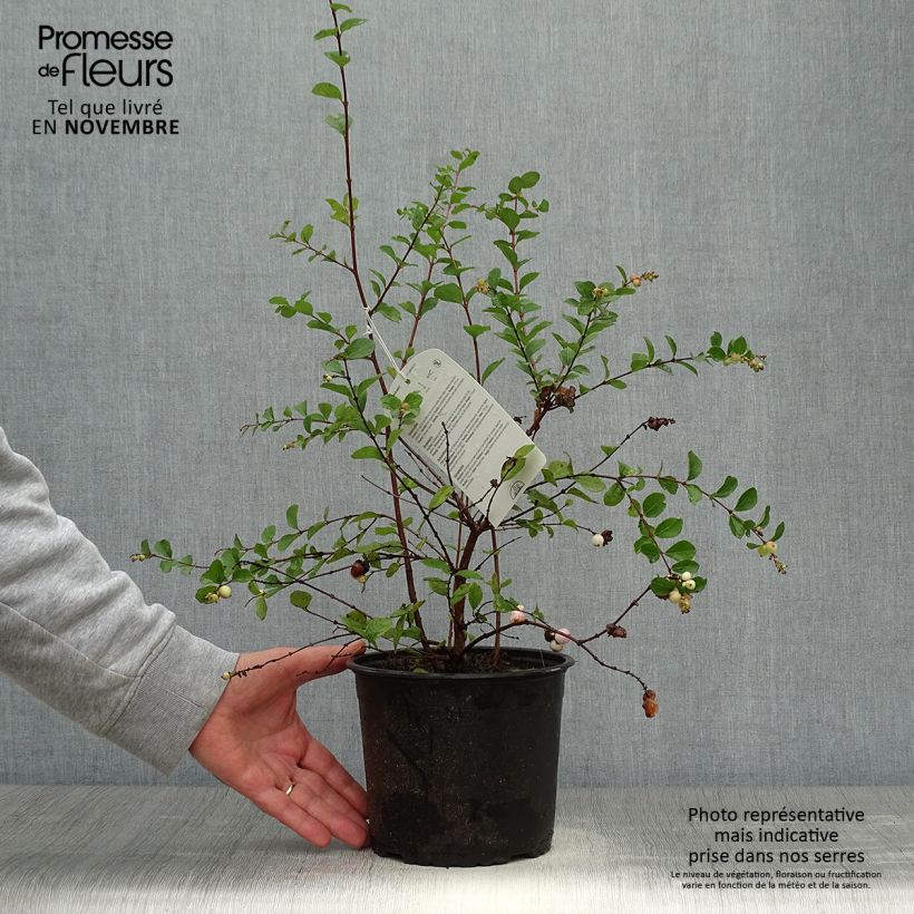 Spécimen de Symphorine Mother of Pearl - Symphorycarpos doorenboosii  Pot de 2L/3L tel que livré en automne