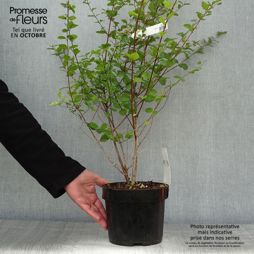 Spécimen de Symphorine - Symphoricarpos doorenbosii Amethyst Pot de 2L/3L tel que livré en automne