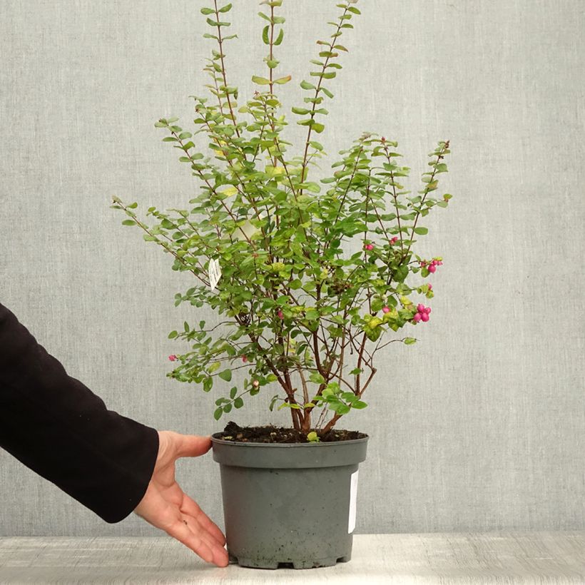 Spécimen de Symphorine - Symphoricarpos doorenbosii Magic Berry Pot de 2L/3L tel que livré en automne