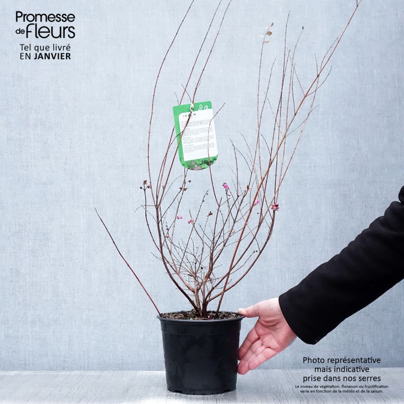 Spécimen de Symphorine - Symphoricarpos doorenbosii Magic Berry Pot de 2L/3L tel que livré en hiver