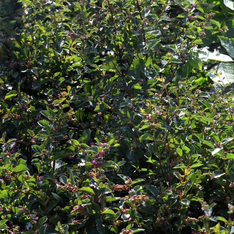 Symphorine, Symphoricarpos doorenbosii  Magical Candy (Feuillage)