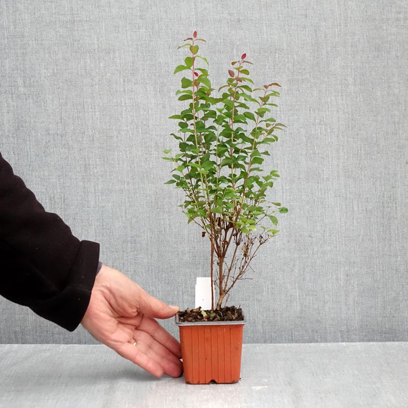 Spécimen de Symphorine - Symphoricarpos Magical Berry Christmas Godet de 8/9 cm tel que livré en automne