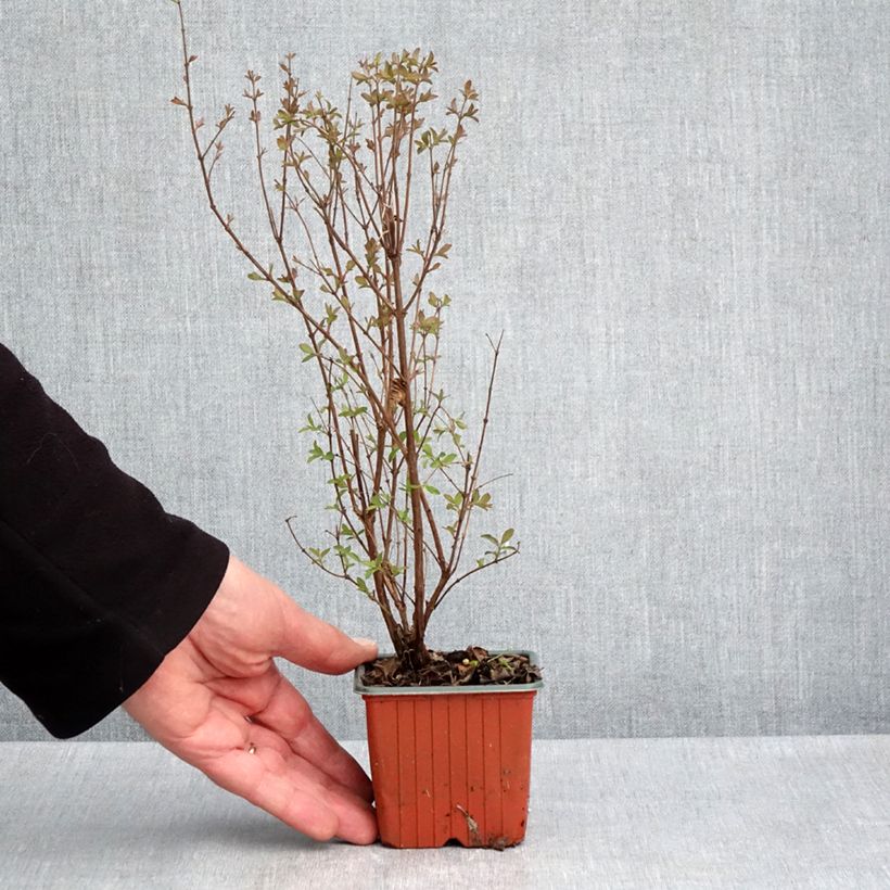 Spécimen de Symphorine - Symphoricarpos Magical Berry Christmas Godet de 8/9 cm tel que livré au printemps