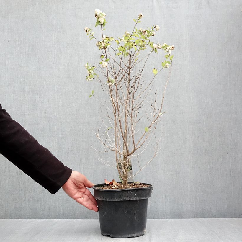 Spécimen de Symphorine - Symphoricarpos orbiculatus Symphony Rave Pot de 4L/5L tel que livré en automne